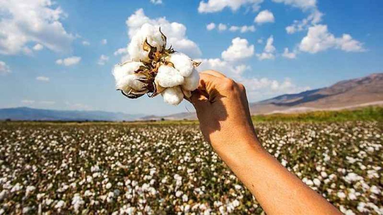 Şanlıurfa Ticaret Borsası yeni Pamuk fiyatını açıkladı!