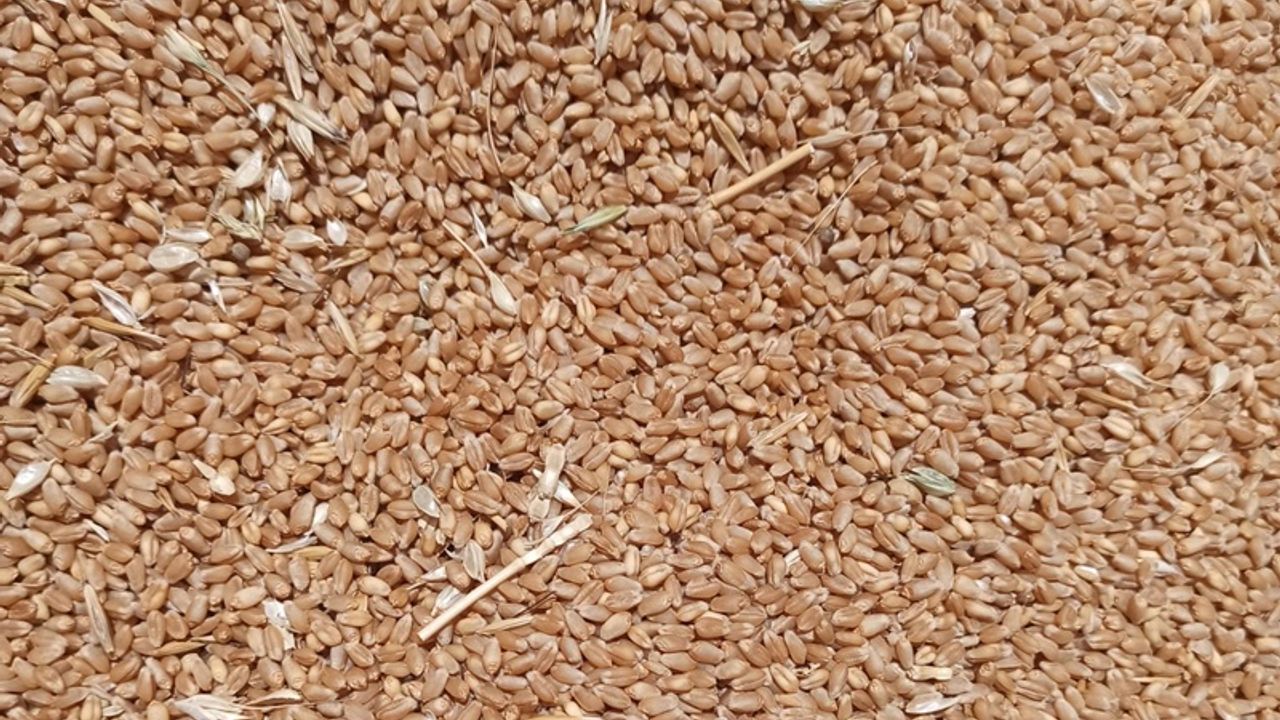 Harran Ovası'nda Hasat Bereketi: Buğday Fiyatları Zirvede