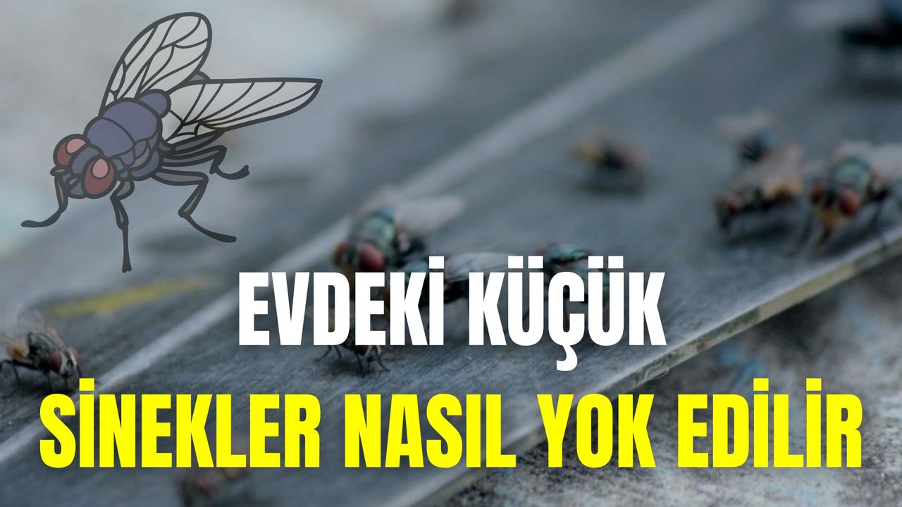 Evdeki Küçük Sinekler Nasıl Yok Edilir