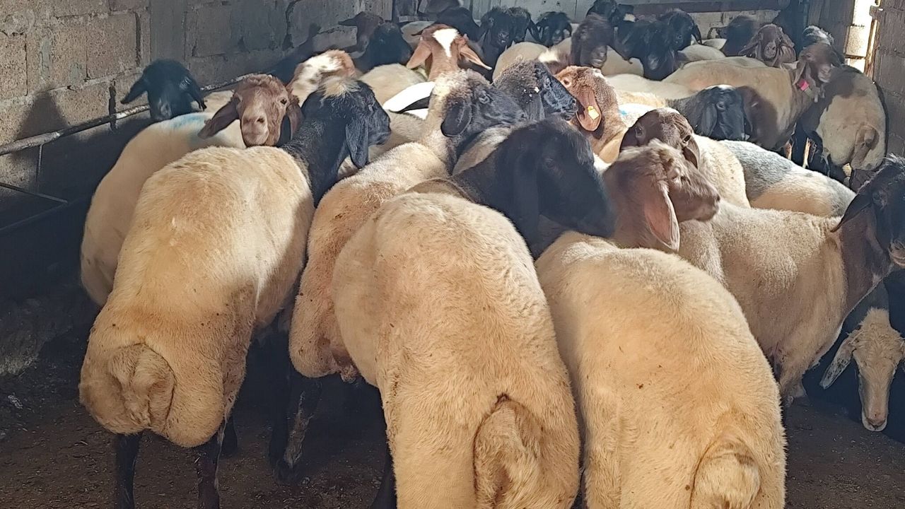 Şanlıurfa’da Kurban Pazarları Doldu Taştı! Pazarlıklar Kızıştı