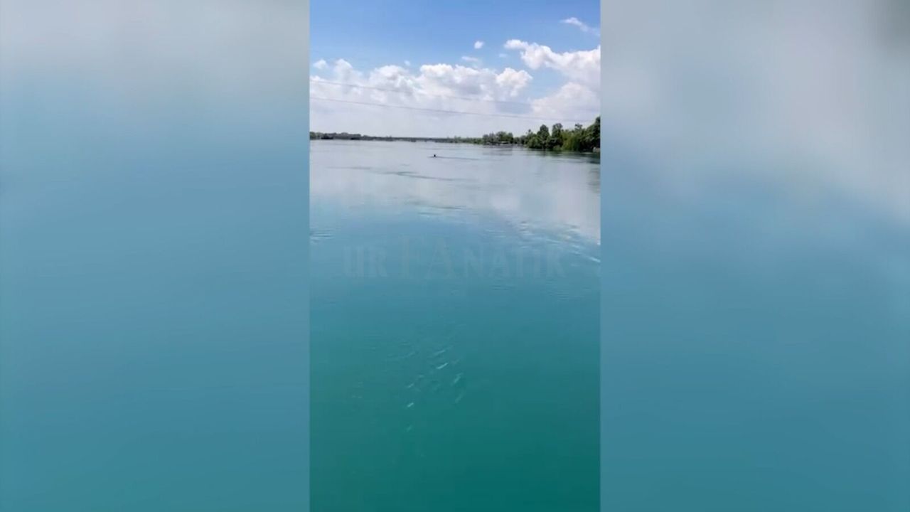 Fırat’a Düşen At İçin Seferber Oldular! Birecik’te Nefes Kesen Kurtarma