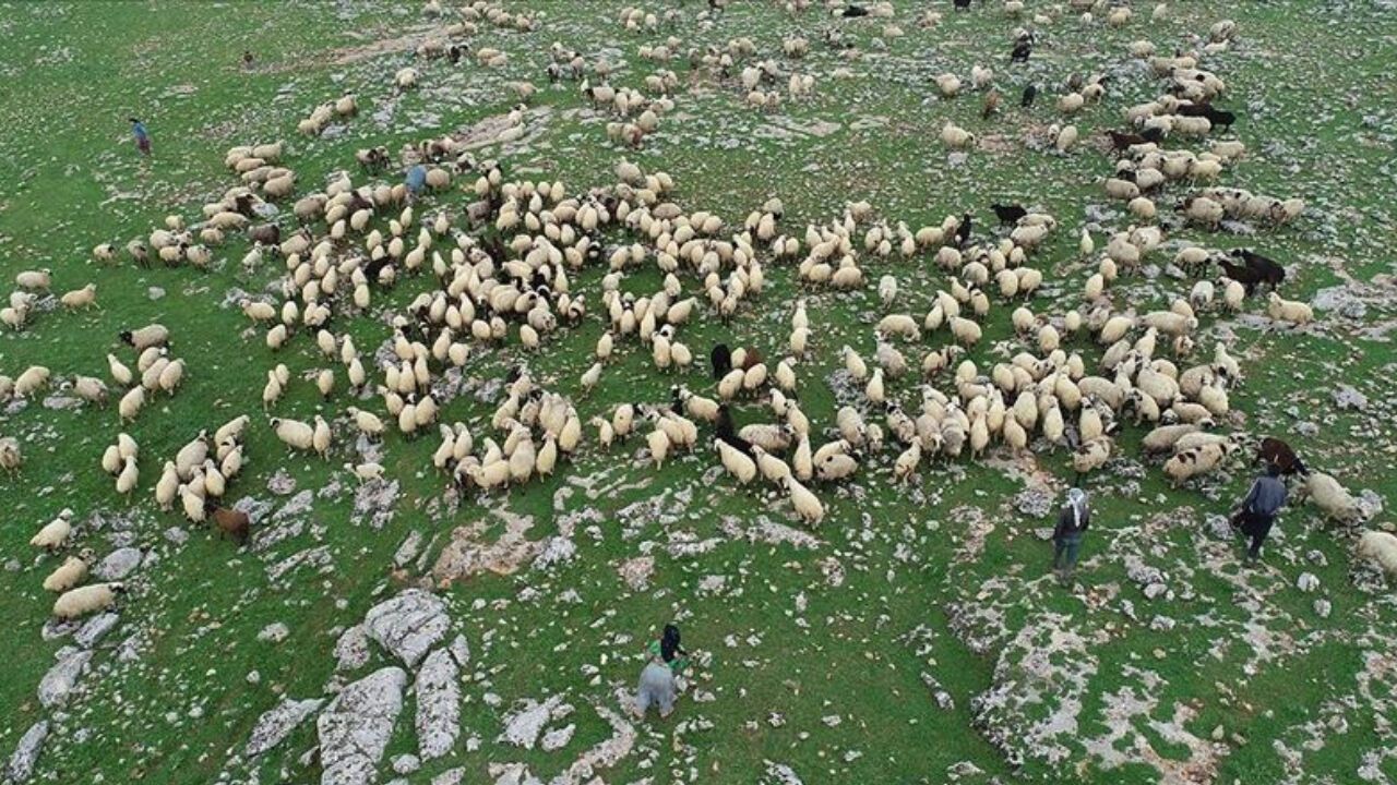 Ceylanpınar TİGEM Çobanlık Hizmeti İçin İhaleye Çıkıyor