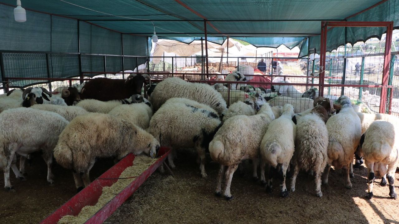 Şanlıurfa’da Kurban Fiyatları Düşer Mi? İşte Hayvan Pazarında Son Durum