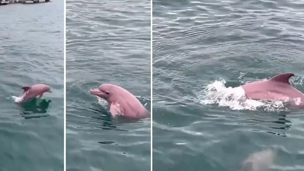 Pembe Yunus Gerçek Mi, İstanbul’da Görüldü Mü, AI Yapay Zeka Mı?