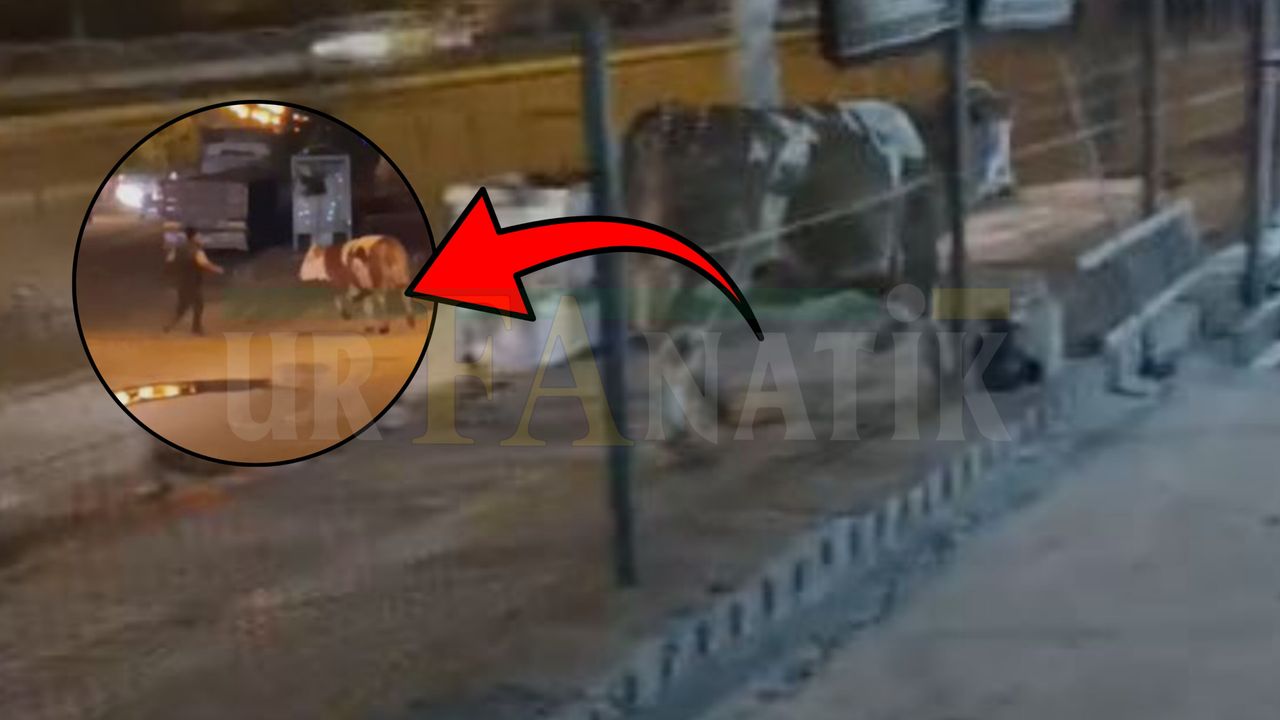 Şanlıurfa’da Kaçan Kurbanlık Dana Mahalleliyi Sokağa Döktü