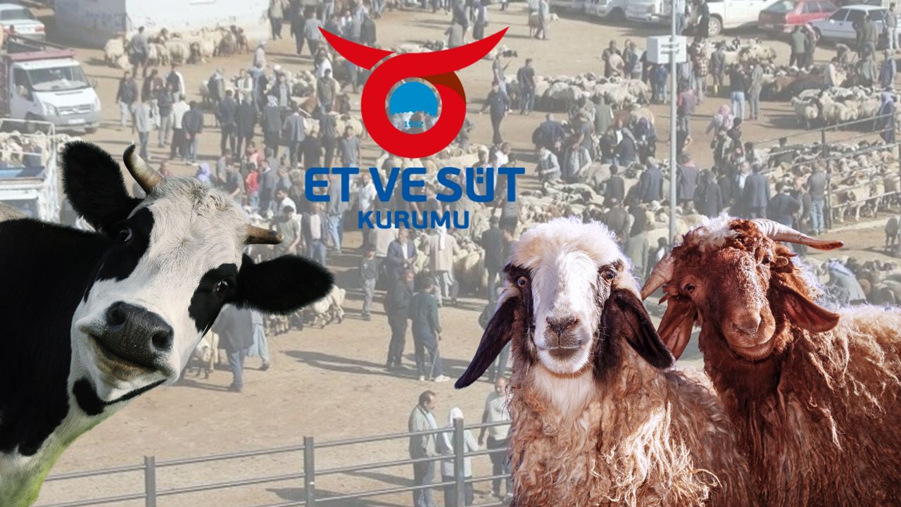 Şanlıurfa’da Satılamayan Kurbanlıklar İçin ESK Alım Fiyatları Açıklandı