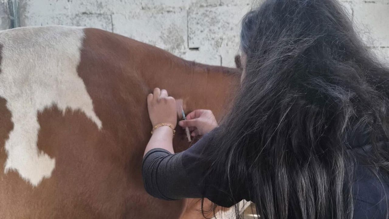 Şanlıurfa’da Zoonoz Hastalıklara Karşı Seferberlik