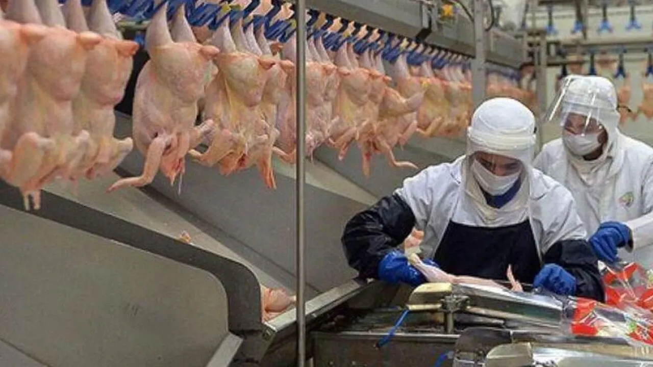Hangi Tavuk Firmalarına Kayyum Atandı? İşte 13 Şirketin Tam Listesi