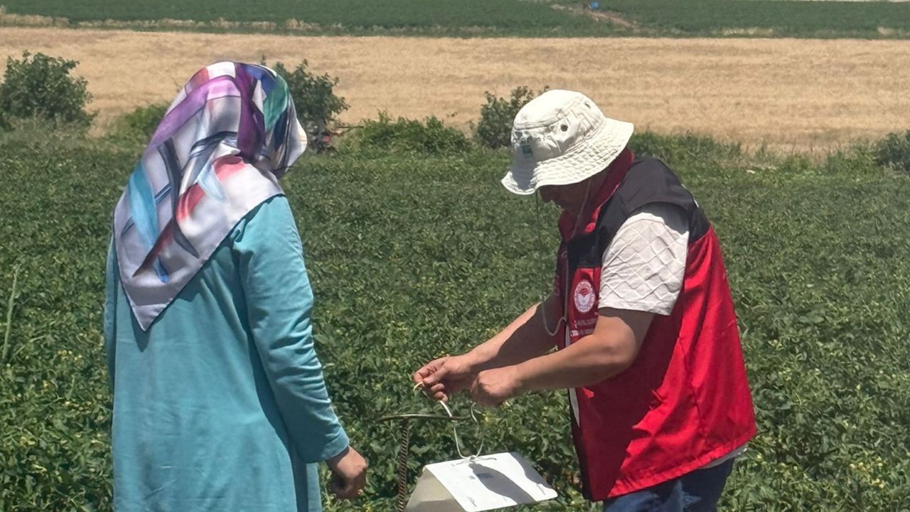 Şanlıurfa’da Domates Güvesine Karşı Feromon Tuzaklı Takip Ba