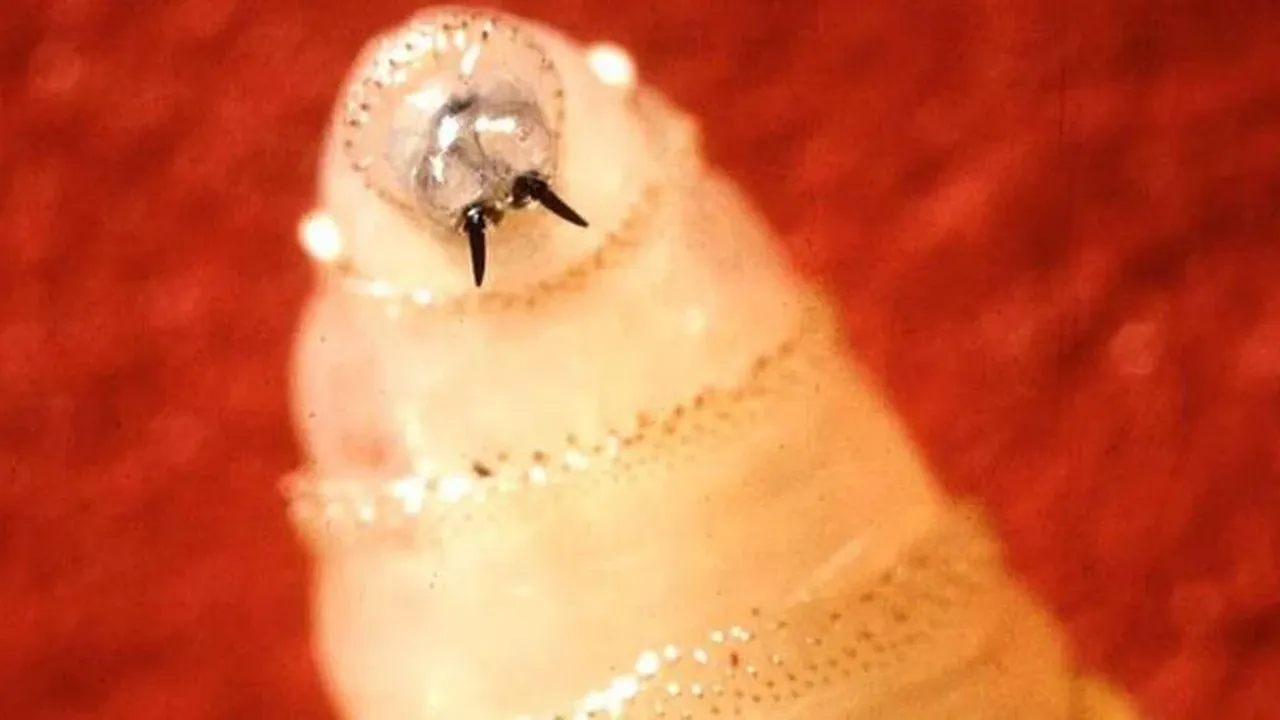 Vida Kurdu NWS Türkiye’de Var Mı, New World Screwworm Nedir?