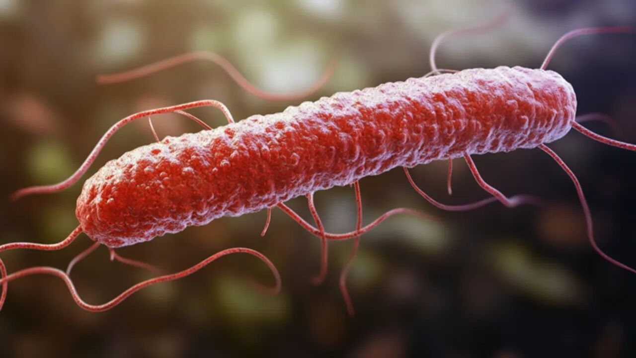 Listeria Bakterisi Çıkan Marka Hangisi? Listeria Bakterisi Nedir, Nasıl Oluşur? Ne Yapar, Nelerde Bulunur?