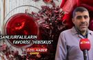 Şanlıurfalıların favorisi "Hibiskus" (VİDEO)