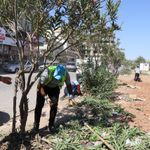 Akçakale Belediyesi İlçe Genelinde Yeşil Alan Çalışması Başlattı