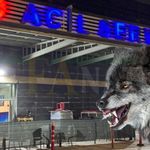 Şanlıurfa’da Kurt Saldırısına Uğrayan Yaşlı Adam Yaralandı