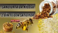 Altın Yükseliyor: İmitasyona İlgi Artıyor