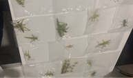 Şanlıurfa’nın Komşu İlinde Yakalandı: 135 Çekirge Toplayan 3 Kişiye 2 Milyon Lirayı Aşan Ceza