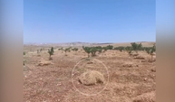 Şanlıurfa’da Dikkat Çeken Tarım Modeli: Fıstık Bahçesinde Kırmızı Mercimek Hasadı