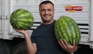 Şanlıurfa'da Karpuzun Kilosu Ne Kadar? İşte Güncel Fiyatlar