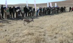 Önce Urfa türkülerindeydi şimdi dağlarında