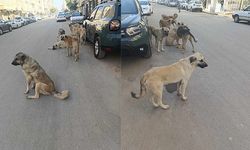 Viranşehir’de sokak köpekleri korku yaratıyor!