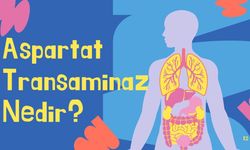 Aspartat Transaminaz Nedir?