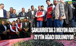 Şanlıurfa’da Zeytin Hasadı Sezonu Açıldı