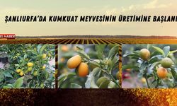 Şanlıurfa’da Kumkuat Meyvesinin Üretimine Başlandı