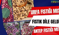 Fıstığa Sordular “Sen Nerelisin?”: Urfa Mı Antep Mi?