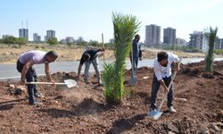 Siverek refujlarında hurma yetişecek