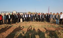 Harran ovasında alternatif ürün yüzleri güldürdü