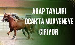 Şanlıurfa’da Taylar Ocak’ta Muayeneye Girecek