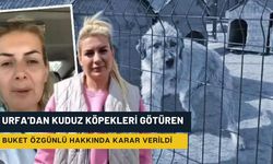 Urfa'dan Kuduz Köpekleri Götüren Buket Özgünlü Tutuklandı