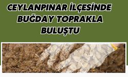 Ceylanpınar İlçesinde Buğday Toprakla Buluştu