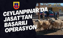 Ceylanpınar’da JASAT, Çalınan Koyunları Buldu