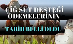 Çiğ Süt Desteği Ödemelerinin Hesaplara Aktarılacağı Tarih Belli Oldu