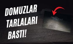 Birecik İlçesini Domuzlar Bastı, Çiftçiler Çaresiz