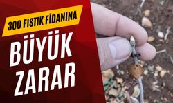 Haliliye'de 15 Dönüm Alanda Ekili Olan Fıstık Fidanına Zarar Verildi