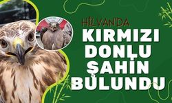 Hilvan'da Kırmızı Donlu Şahin Bulundu