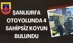 Şanlıurfa’da 4 Koyun Jandarma Tarafından Bulundu