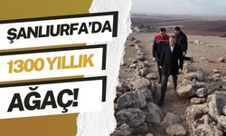 Şanlıurfa’da 1300 Yıllık Ağaç İçin Harekete Geçildi