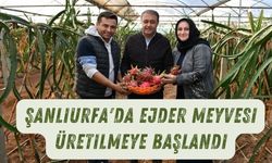 Şanlıurfa'da Ejder Meyvesi Üretilmeye Başlandı