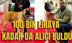 Şanlıurfalı Çobanların Sadık Koruyucusu: 100 Bin TL'ye Kadar Alıcı Buldu