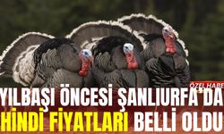 Yılbaşı Öncesi Şanlıurfa’da Hindi Fiyatları Belli Oldu