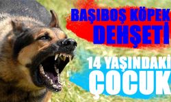 Şanlıurfa’da Başıboş Köpek Dehşeti! 14 Yaşındaki Çocuk…