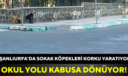 Şanlıurfa’da Sokak Köpekleri Korku Yaratıyor: Okul Yolu Kabusa Dönüyor!