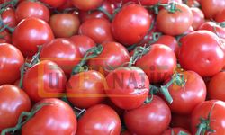 Şanlıurfa’da Salçalık Domatesin Fiyatı Açıklandı! Kilosu Kaç Lira?