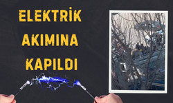 Şanlıurfa Haliliye'de Elektrik İşçisi Akıma Kapıldı