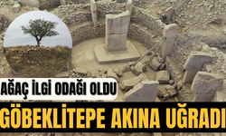 Göbeklitepe, Yerli ve Yabancı Ziyaretçi Akınına Uğradı: İlgi Odağı Bir Ağaç Oldu