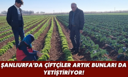 Şanlıurfa'da Çiftçiler Artık Bunları da Yetiştiriyor!