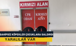 Şanlıurfa’da Sahipsiz Köpekler Çocuklara Saldırdı: Yaralılar Var